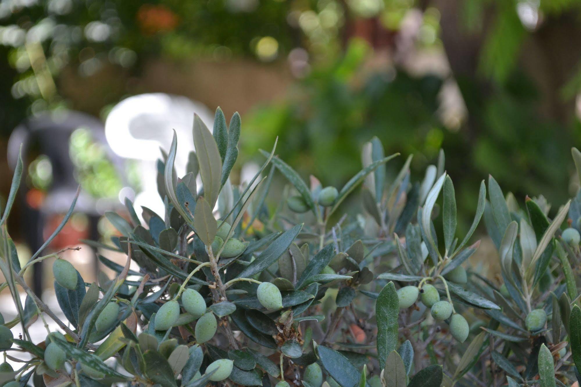 Veggie Garden Athens B&B Dış mekan fotoğraf